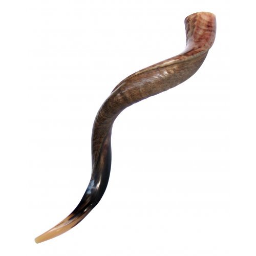 Yemenite shofar, large